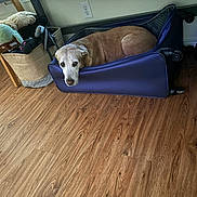 Autumn is registered to the contest to win money with this photo: dog, suitcase, wood_floor, basket, plush_toys, indoor, pet, resting, brown_dog, furniture, floor, cozy, home, looking_up, relaxed, storage, soft_toys, wooden_table, room, domestic