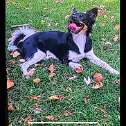 Peanut is registered to the contest to win money with this photo: autumn_leaves, ball, black_and_white, closeup, dog, ears_up, field, fur, grass, happy, lawn, leaves, lying_down, mouth_open, outdoor, pet, play, stick, tongue_out, toy_ball