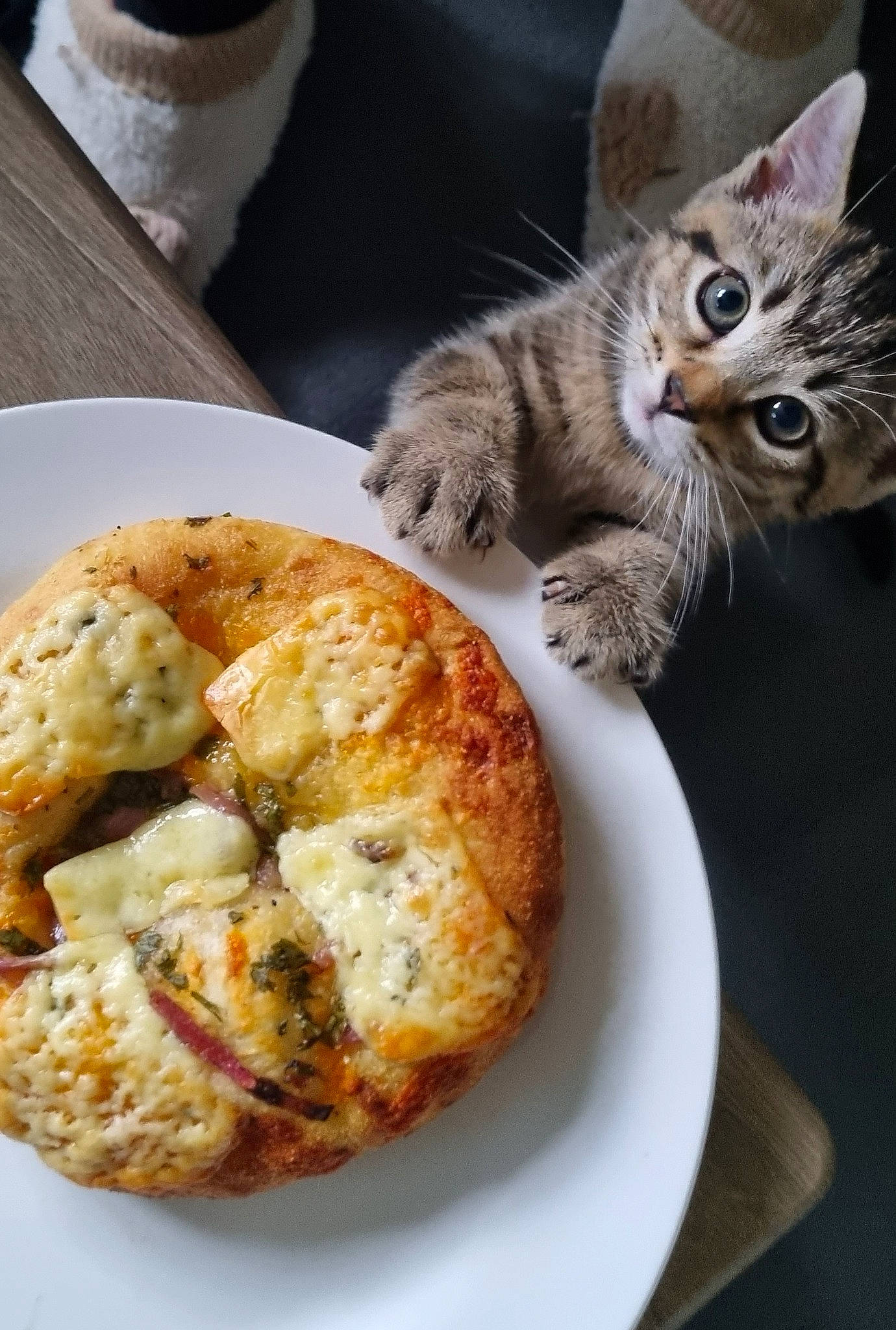 Doris is registered to the contest to win money with this photo: akashiyaki, baked_goods, bread, bun, carnivore, cat, cuisine, dish, fast_food, felidae, food, gluten, ingredient, plate, produce, recipe, small_to_medium_sized_cats, staple_food, tableware, whiskers