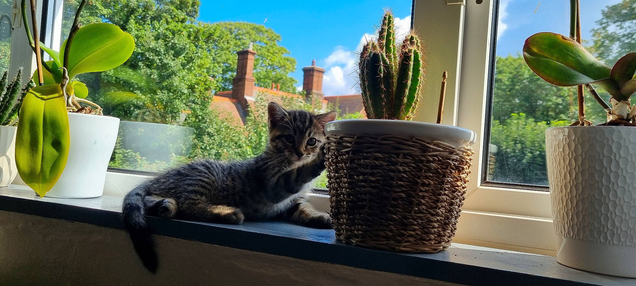 Doris joined the competition — help win amazing prizes! carnivore, cat, domestic_short_haired_cat, felidae, flowerpot, grass, houseplant, landscape, outdoor_furniture, plant, saguaro, sky, small_to_medium_sized_cats, table, tail, terrestrial_plant, tree, whiskers, window, wood