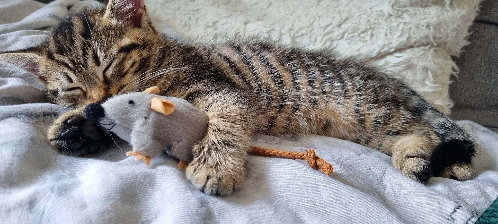 Doris joined the competition — help win amazing prizes! carnivore, cat, claw, close_up, comfort, domestic_short_haired_cat, felidae, fur, nap, organism, paw, small_to_medium_sized_cats, snout, tail, terrestrial_animal, whiskers, wildlife