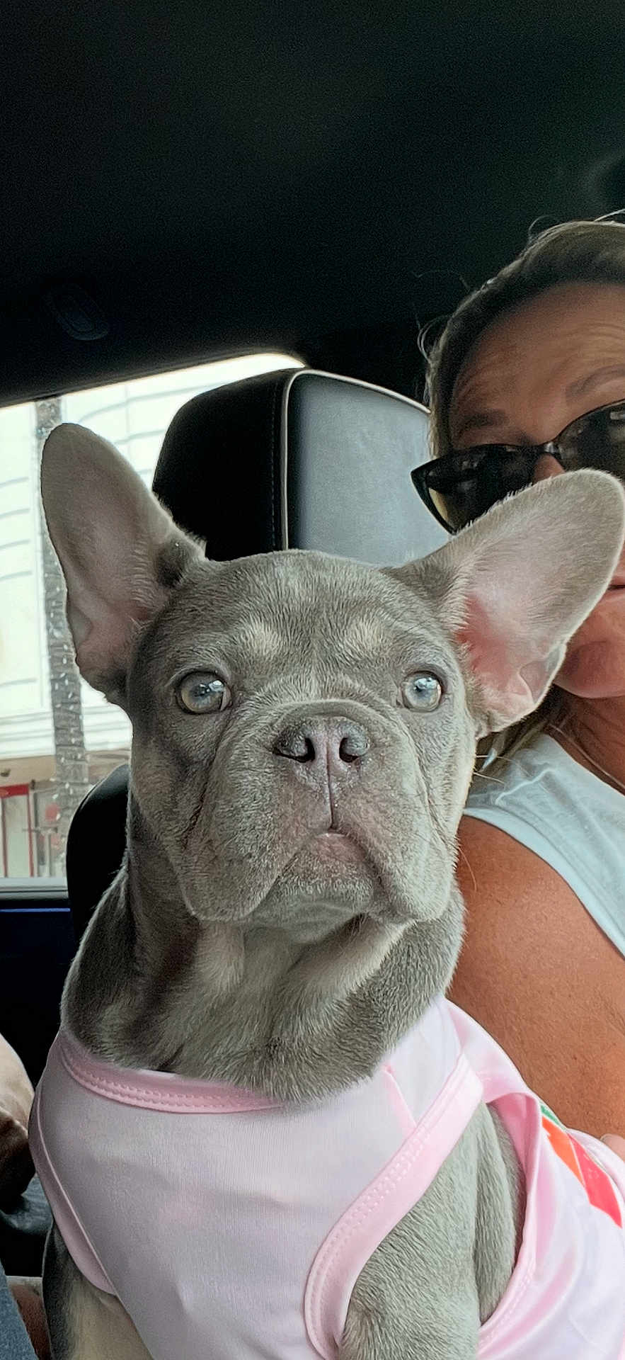 Kenai is registered to the contest to win money with this photo: dog, french_bulldog, pet, animal, car, seat, person, sunglasses, clothing, pink_shirt, closeup, portrait, indoors, serious, ears, face, window, daylight, head, companion