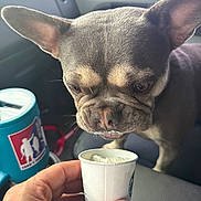 Kenai is registered to the contest to win money with this photo: dog, small_dog, whipped_cream, cup, hand, car_interior, close_up, ears, sniffing, licking, pet, animal, curious, window, blue_cup, fur, face, nose, mouth, car_seat