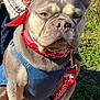 Kenai is registered to the contest to win money with this photo: dog, french_bulldog, bandana, harness, pumpkin, outdoor, grass, pet, animal, sunlight, person, paws, leash, tag, nature, portrait, closeup, cute, pet_accessory, fall