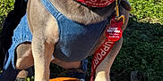 Kenai joined the competition — help win amazing prizes! french_bulldog, dog, pumpkin, overalls, bandana, outdoor, grass, sunlight, person_partial, leash, tag, closeup, pet, fall, nature, animal, cute, portrait, daytime, field