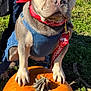 french_bulldog, dog, pumpkin, overalls, bandana, outdoor, grass, sunlight, person_partial, leash, tag, closeup, pet, fall, nature, animal, cute, portrait, daytime, field