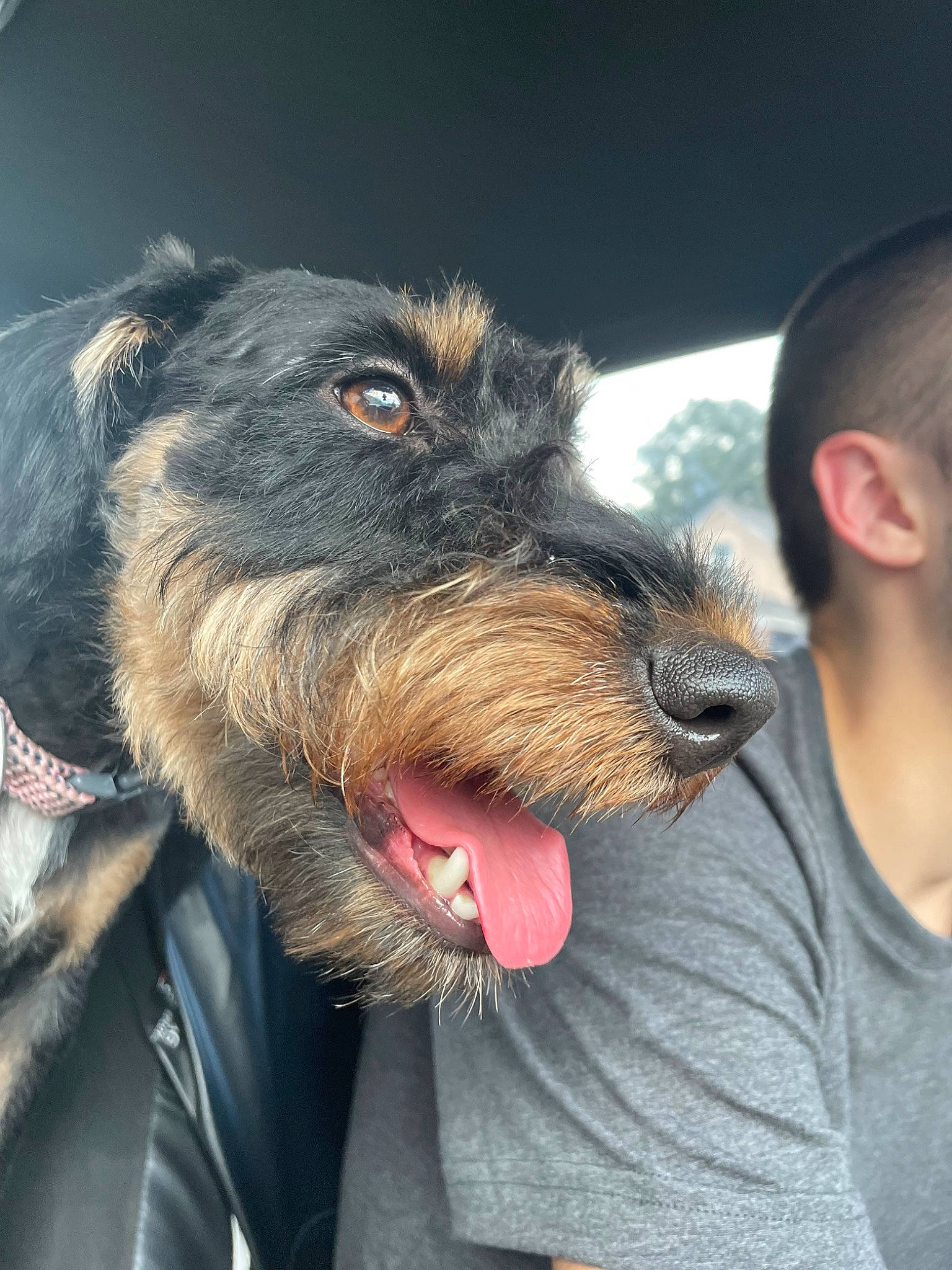 Bethany is registered to the contest to win money with this photo: canidae, carnivore, collar, companion_dog, dog, dog_breed, dog_collar, ear, fang, fur, gesture, happy, jaw, snout, sporting_group, t_shirt, whiskers, working_animal, working_dog