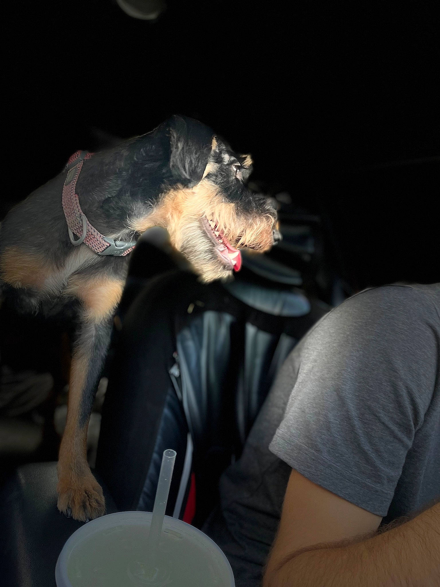 Bethany is registered to the contest to win money with this photo: carnivore, claw, darkness, dog_breed, elbow, entertainment, event, fang, flash_photography, flesh, fun, fur, musician, snout, t_shirt, tail