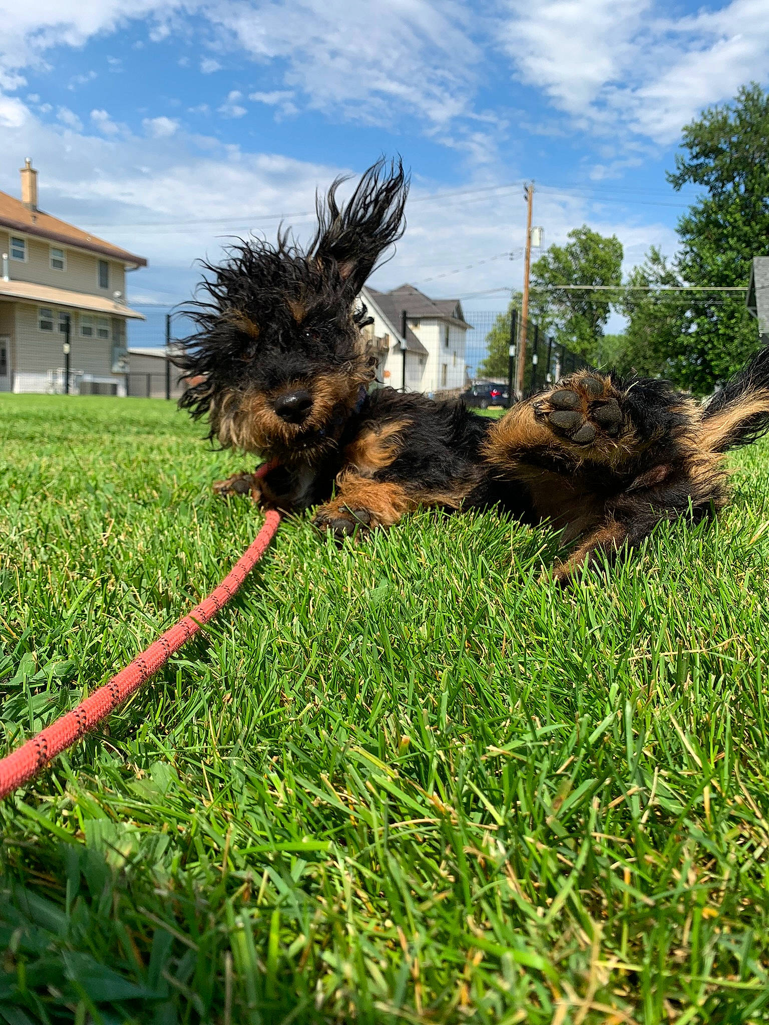 Bethany is registered to the contest to win money with this photo: canidae, carnivore, cloud, companion_dog, dog, dog_breed, grass, plant, shrub, sky, snout, soil, sporting_group, tail, terrestrial_animal, terrier, tree, water_dog, window, working_animal