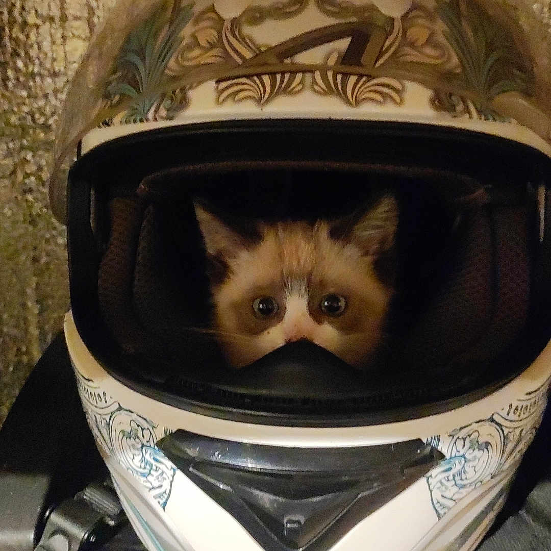 Simba participe au concours pour gagner de l'argent avec cette photo : animal, cat, clothing, crashhelmet, face, hardhat, head, helmet, herbal, herbs, kitten, person, pet, photography, plant, portrait