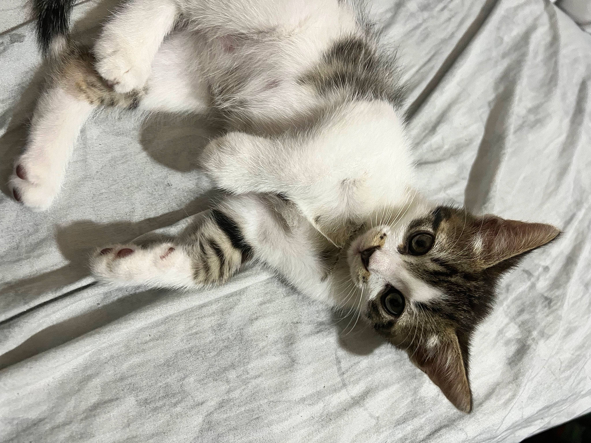 Cheshire is registered to the contest to win money with this photo: bed, bed_sheet, carnivore, cat, claw, comfort, domestic_short_haired_cat, fawn, felidae, fur, grey, linens, paw, small_to_medium_sized_cats, snout, tail, terrestrial_animal, whiskers, wildlife, wood