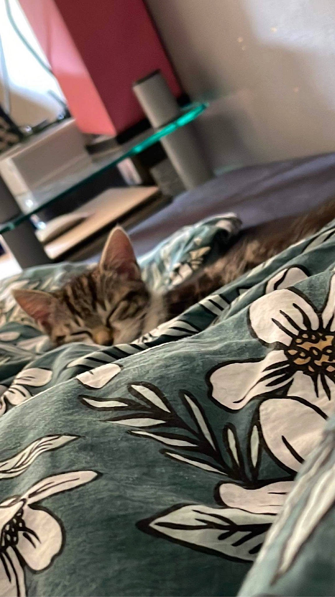 Ichigo participe au concours pour gagner de l'argent avec cette photo : bed_sheet, bedding, carnivore, cat, comfort, domestic_short_haired_cat, felidae, floor, flooring, fur, green, grey, interior_design, linens, pattern, room, small_to_medium_sized_cats, textile, whiskers, wood
