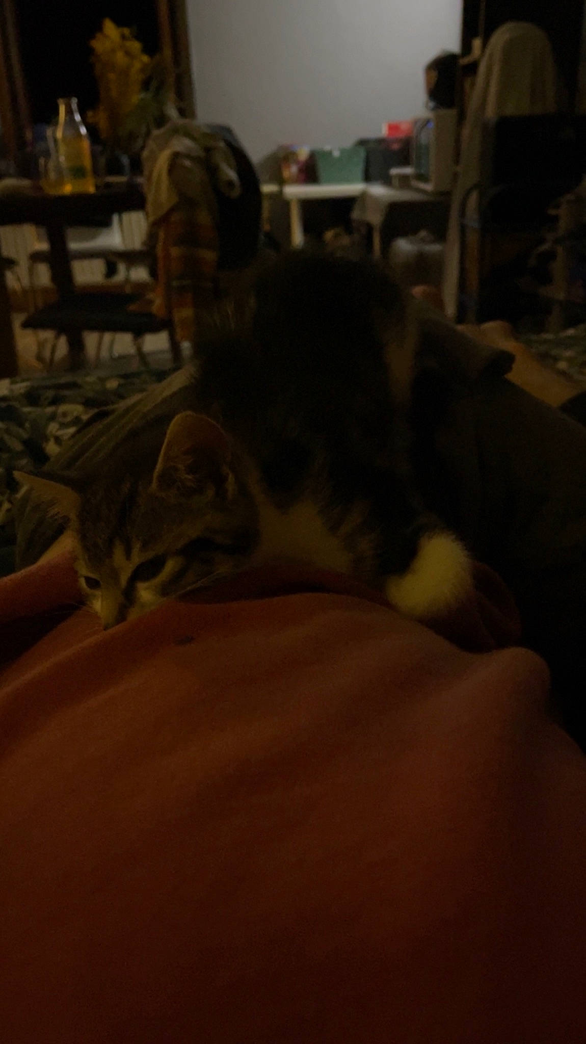 Ichigo participe au concours pour gagner de l'argent avec cette photo : bed, bed_sheet, bedding, canidae, carnivore, cat, cloud, comfort, companion_dog, darkness, domestic_short_haired_cat, felidae, fur, furniture, grey, linens, room, small_to_medium_sized_cats, tail, whiskers