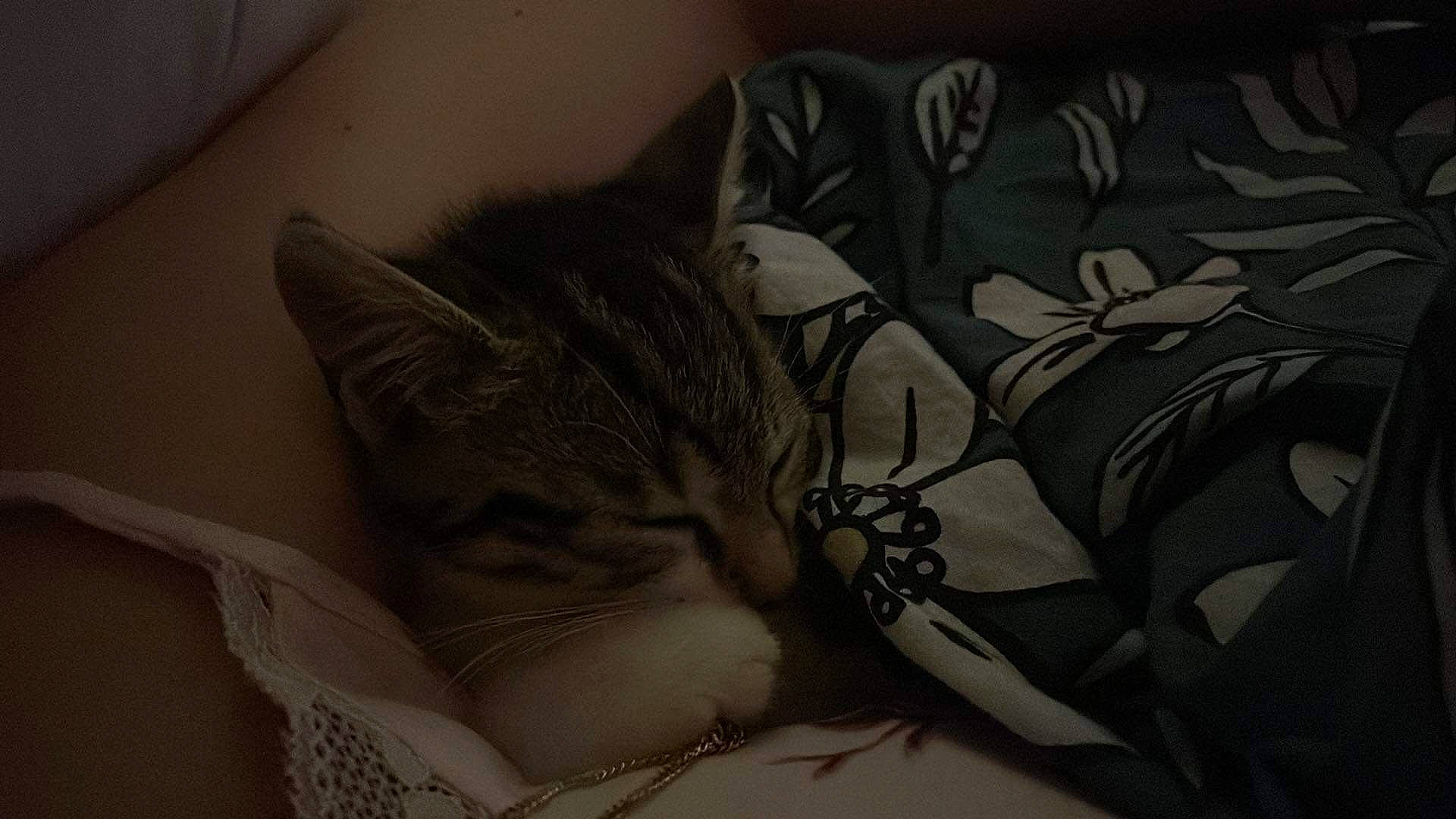 Ichigo participe au concours pour gagner de l'argent avec cette photo : bed, bed_sheet, bedding, bedroom, carnivore, cat, comfort, darkness, domestic_short_haired_cat, felidae, fur, grey, linens, monochrome_photography, nap, pattern, room, small_to_medium_sized_cats, tail, whiskers