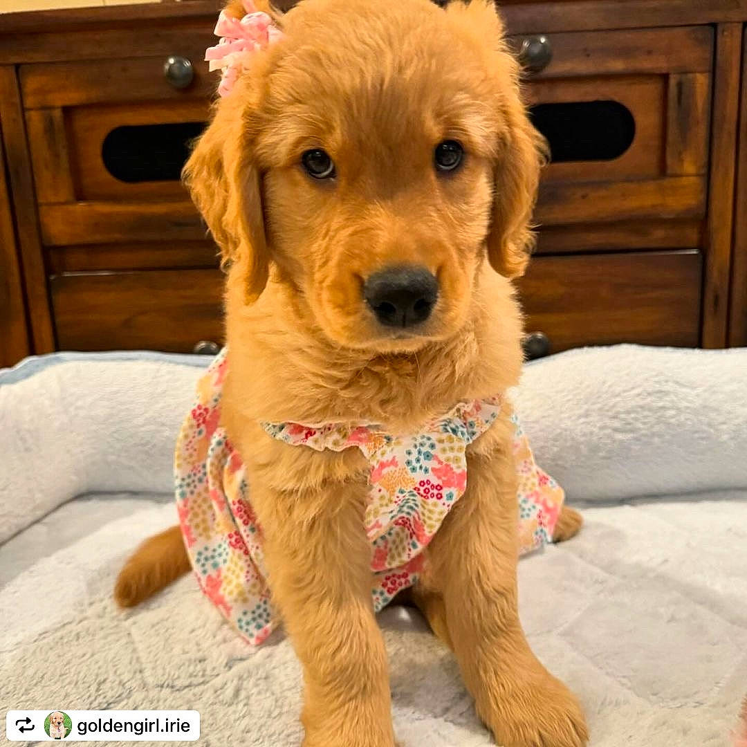 Irie joined the competition — help win amazing prizes! cabinetry, carnivore, collar, companion_dog, cupboard, dog, dog_breed, dog_clothes, dog_collar, dog_supply, door, drawer, fawn, fur, pet_supply, snout, sporting_group, terrier, wood, working_animal