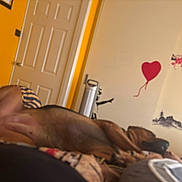 Nyla joined the competition — help win amazing prizes! bed, blur, canine, colorful_bedding, cozy, decor, dog, door, floral_design, furniture, heart_balloon, indoor, large_dog, mural, painted_wall, relaxation, resting, room, sleeping_dog, yellow_wall