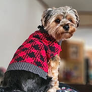 Tater Tot joined the competition — help win amazing prizes! dog, small_dog, sweater, red_sweater, black_sweater, pet, indoor, cozy, fur, cute, looking_back, portrait, animal, companion, blanket, colorful_blanket, furniture, home, winter_wear, adorable