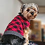 dog, small_dog, sweater, red_sweater, black_sweater, pet, indoor, cozy, fur, cute, looking_back, portrait, animal, companion, blanket, colorful_blanket, furniture, home, winter_wear, adorable