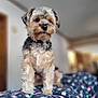 dog, small_dog, fluffy, indoor, blanket, patterned_blanket, holiday_theme, curious, pet, fur, animal, companion, cute, portrait, standing, cozy, home, blurred_background, canine, domestic_animal