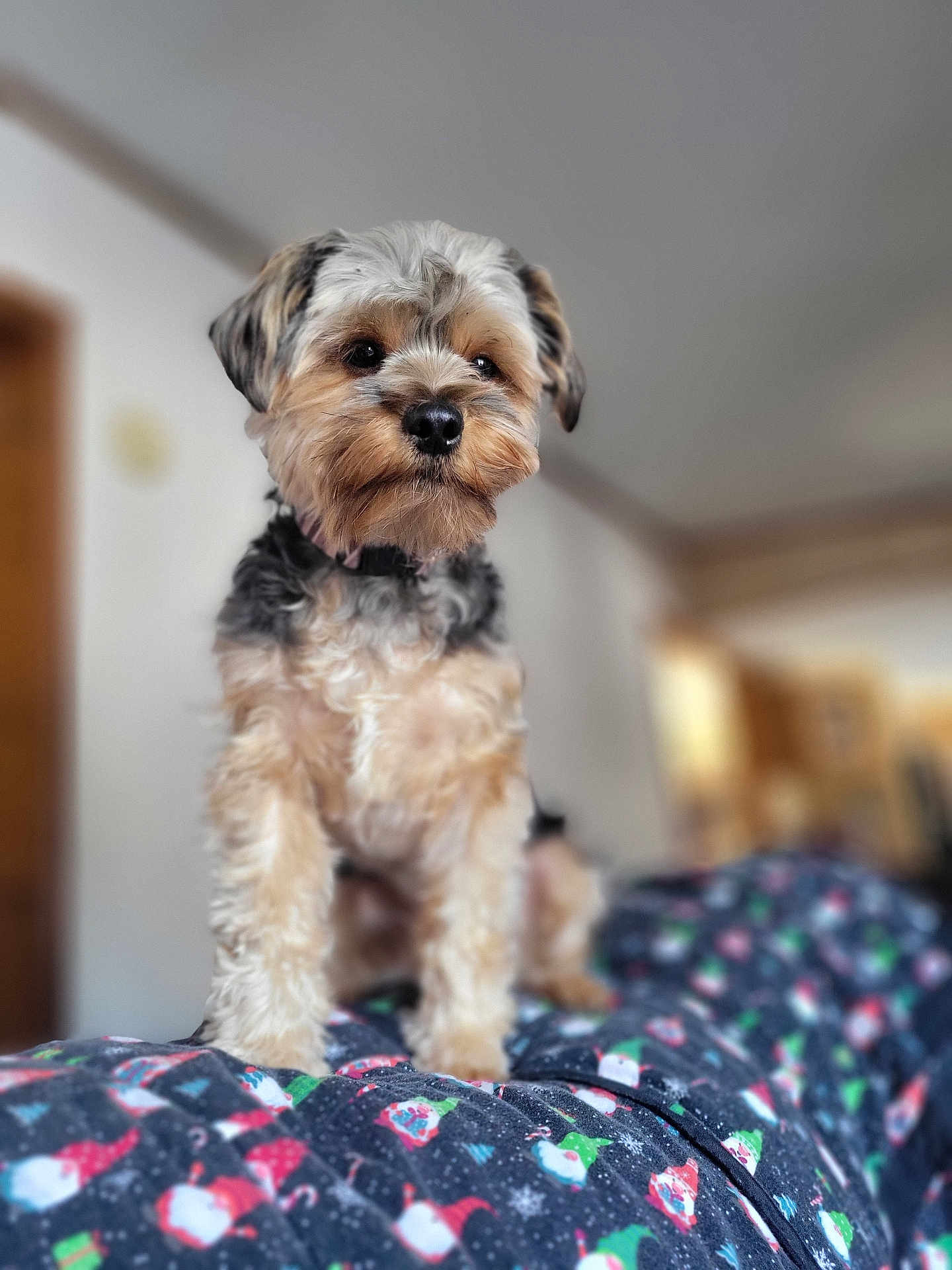 Tater Tot