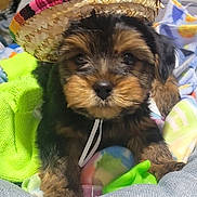 Tater Tot is registered to the contest to win money with this photo: adorable, animal, blanket, closeup, colorful, cozy, cute, dog, face, fur, hat, indoor, lying_down, pet, portrait, puppy, small, sombrero, towel, young
