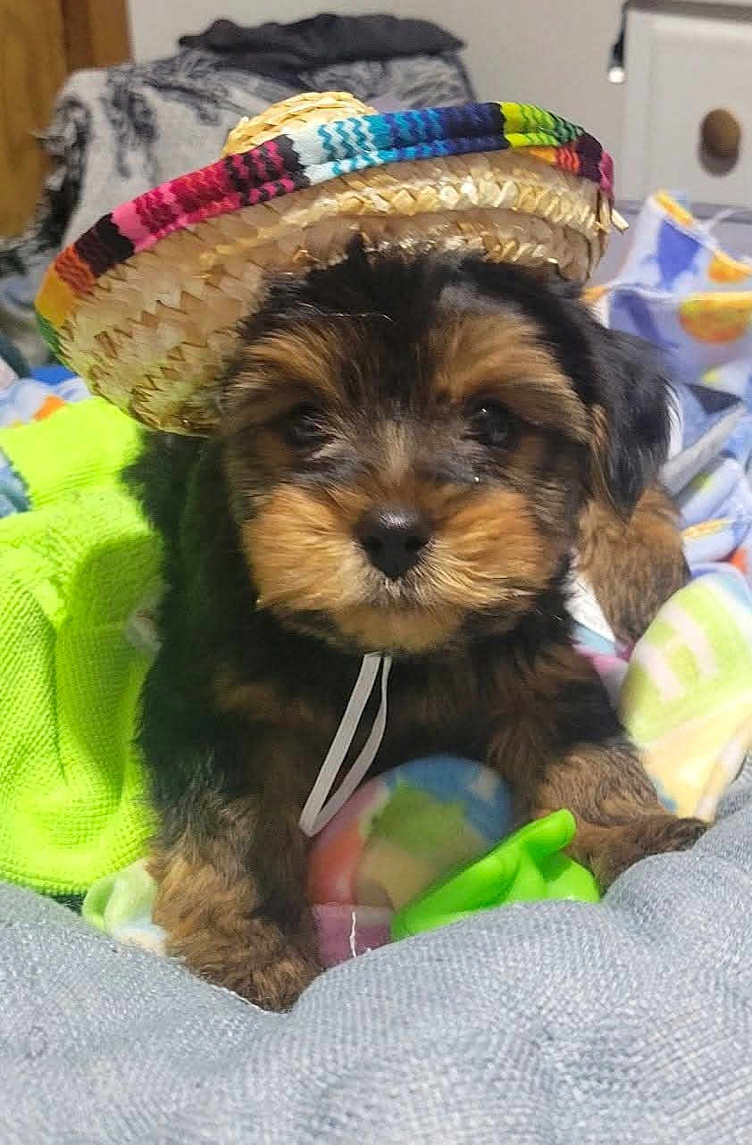 Tater Tot