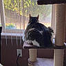 Whiskers joined the competition — help win amazing prizes! cat, cat_tree, window, indoor, pet, feline, fur, sunlight, greenery, curtains, cord, wall, outlet, relaxing, animal, home, cozy, looking_out, sitting, daylight