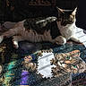 Whiskers is registered to the contest to win money with this photo: cat, tabby_cat, puzzle, jigsaw_puzzle, table, sunlight, indoor, pet, relaxing, feline, closeup, animal, domestic_animal, striped, white_fur, green_eyes, shadow, quiet, resting, cozy