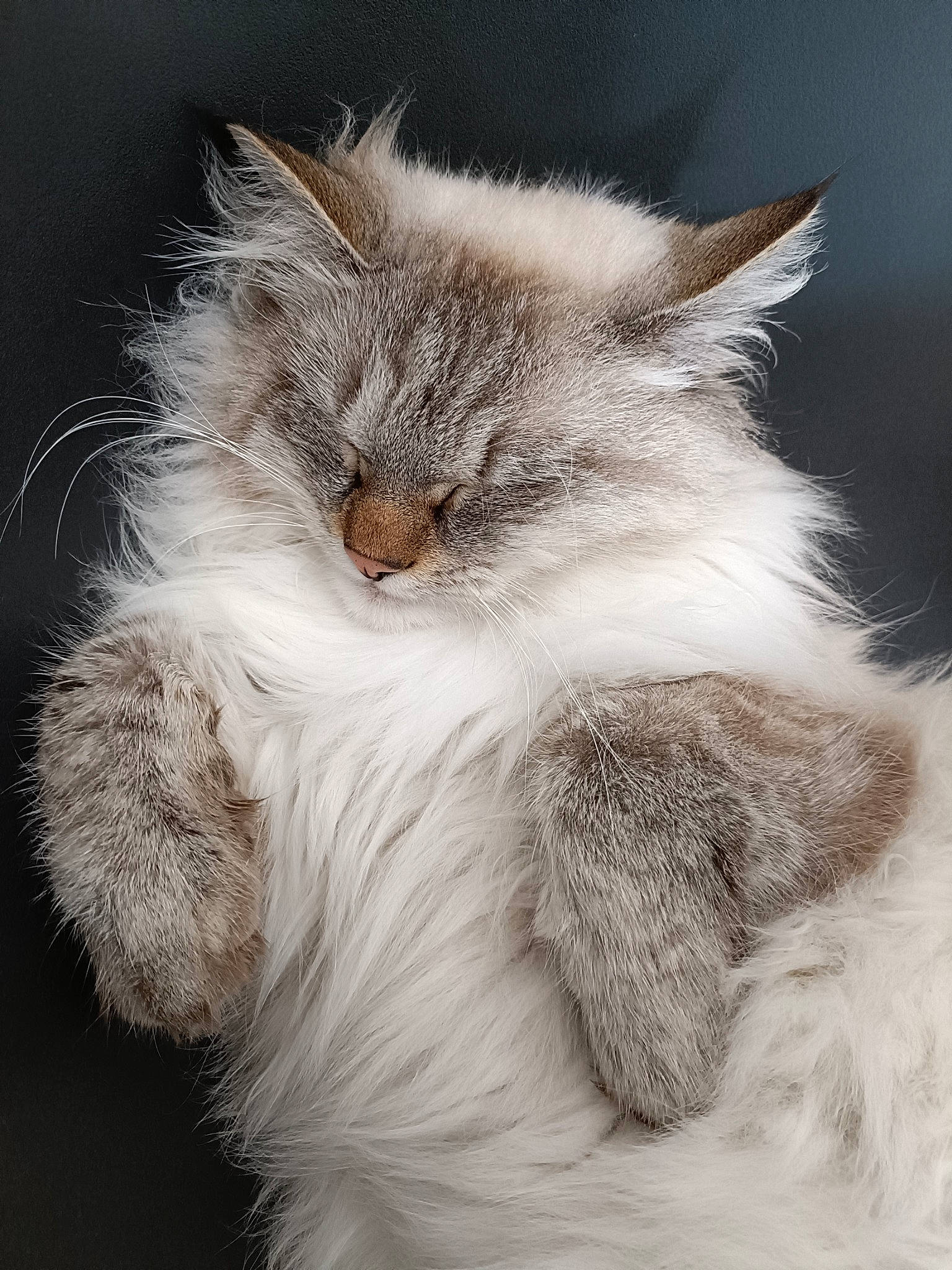 Sùti participe au concours pour gagner de l'argent avec cette photo : carnivore, cat, claw, felidae, fur, grey, paw, small_to_medium_sized_cats, snout, tail, whiskers