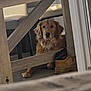 dog, golden_retriever, indoor, wooden_table, boot, floor, chair, furniture, pet, curious, calm, brown, cozy, domestic, animal, relaxed, household, paw, collar, quiet
