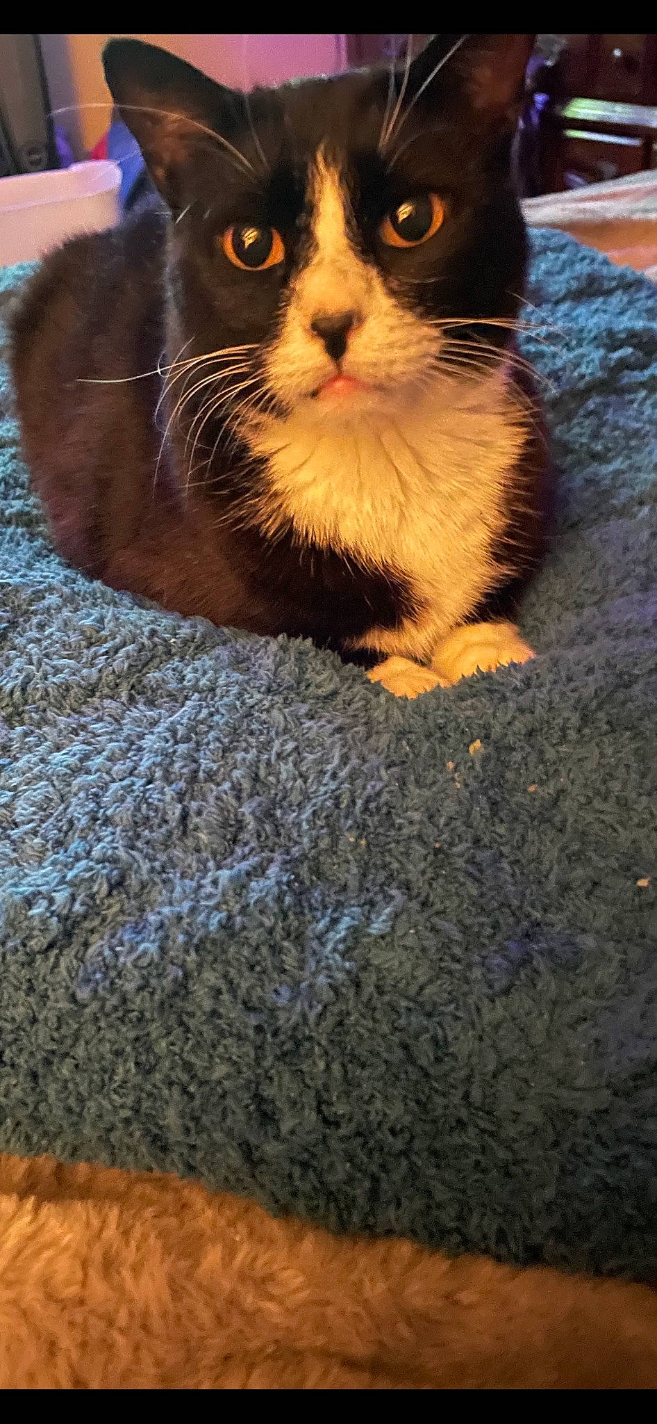 Kitty joined the competition — help win amazing prizes! carnivore, cat, claw, comfort, domestic_short_haired_cat, eye, fawn, felidae, flooring, foot, fur, human_leg, paw, sitting, small_to_medium_sized_cats, tail, terrestrial_animal, whiskers, wildlife, wood