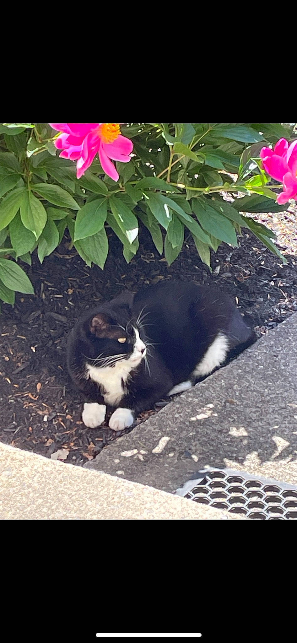 Kitty joined the competition — help win amazing prizes! asphalt, carnivore, cat, felidae, flower, flowerpot, grass, groundcover, herbaceous_plant, organism, petal, plant, road_surface, shrub, small_to_medium_sized_cats, snout, tail, terrestrial_plant, tints_and_shades, whiskers