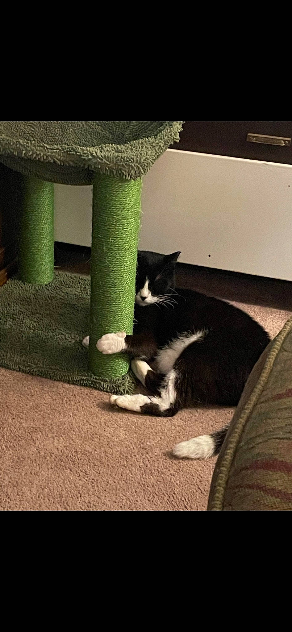 Kitty joined the competition — help win amazing prizes! automotive_tire, carnivore, cat, comfort, darkness, domestic_short_haired_cat, felidae, floor, flooring, fur, human_leg, monochrome_photography, rectangle, small_to_medium_sized_cats, tail, tints_and_shades, trunk, whiskers, window, wood