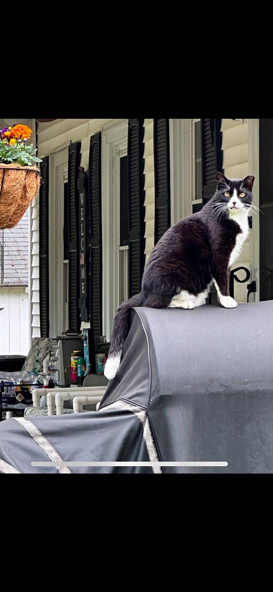 Kitty joined the competition — help win amazing prizes! carnivore, cat, comfort, desk, domestic_short_haired_cat, felidae, fur, linens, monochrome, monochrome_photography, room, sitting, small_to_medium_sized_cats, table, tail, whiskers, window