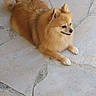 animal, calm, companion, cute, dog, domestic_animal, ears, face, floor, fluffy, fur, lying_down, outdoor, paw, pet, pomeranian, resting, small_dog, stone_tile, tail