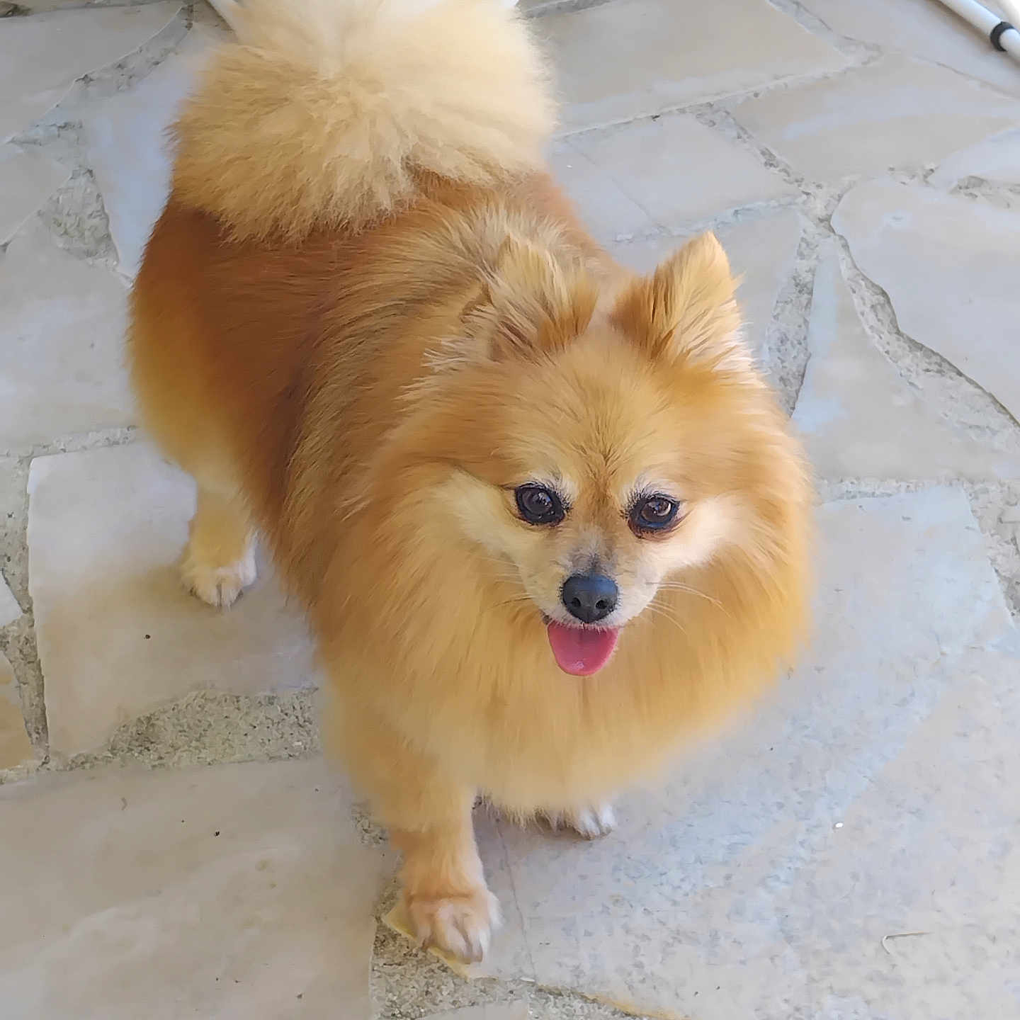 Stella participe au concours pour gagner de l'argent avec cette photo : dog, pomeranian, fluffy, pet, animal, tongue_out, cute, small_dog, fur, tail, standing, stone_floor, indoors, happy, looking_at_camera, ears_up, mammal, companion, friendly, playful