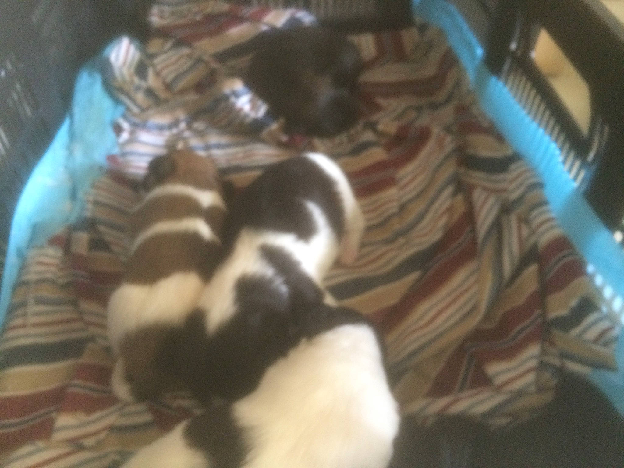 Chubs is registered to the contest to win money with this photo: canidae, carnivore, companion_dog, dog, dog_breed, fawn, non_sporting_group, puppy, shih_tzu, sporting_group, toy_dog