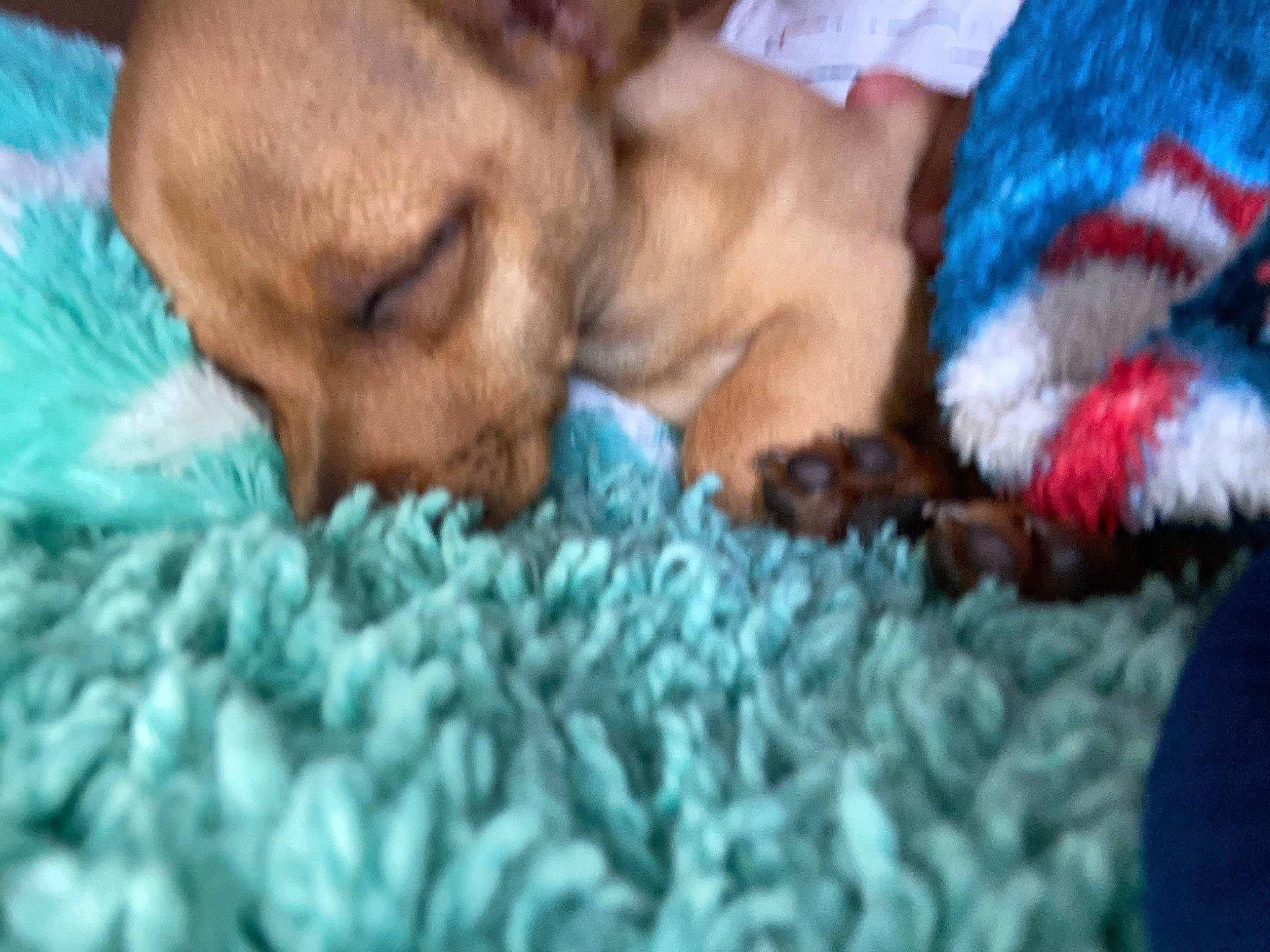 Chubs is registered to the contest to win money with this photo: canidae, carnivore, chihuahua, dog, dog_breed, fawn, mammal, miniature_pinscher, nap, puppy, puppy_love, sleep, snout, sporting_group, toy_dog