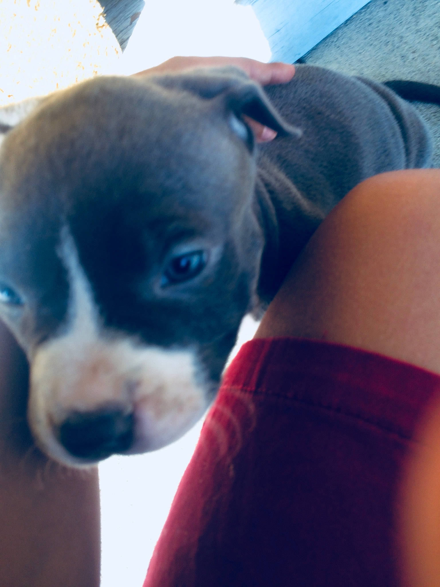 Chubs is registered to the contest to win money with this photo: american_pit_bull_terrier, american_staffordshire_terrier, boston_terrier, canidae, carnivore, dog, dog_breed, fawn, great_dane, mammal, non_sporting_group, nose, pit_bull, puppy, snout, staffordshire_bull_terrier, vertebrate