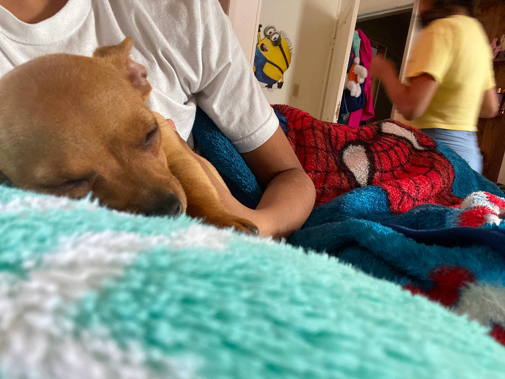 Chubs joined the competition — help win amazing prizes! bedtime, blanket, canidae, carnivore, child, comfort, dog, dog_breed, fawn, furniture, linens, nap, non_sporting_group, puppy, puppy_love, room, sleep