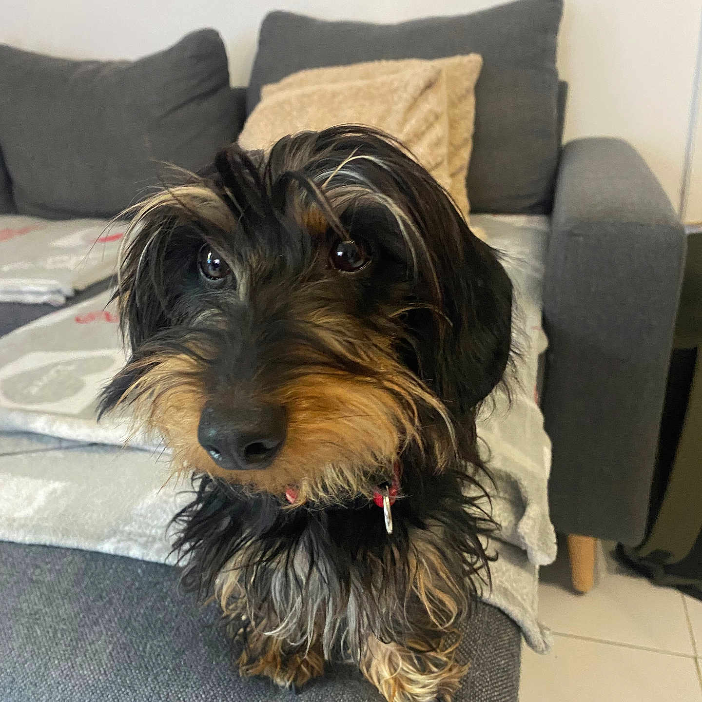 Victoria participe au concours pour gagner de l'argent avec cette photo : adorable, animal, blanket, canine, collar, companion, couch, cute, dachshund, dog, eyes, floor, fur, home, indoor, living_room, pet, pillow, small_dog, wire_haired