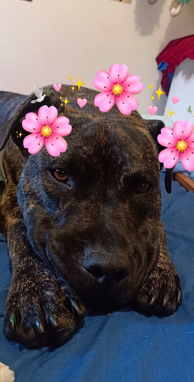 Bruce joined the competition — help win amazing prizes! canidae, carnivore, collar, companion_dog, dog, dog_breed, dog_collar, fashion_accessory, fawn, flower, fur, guard_dog, labrador_retriever, liver, petal, plant, snout, sporting_group, waste_container, working_animal