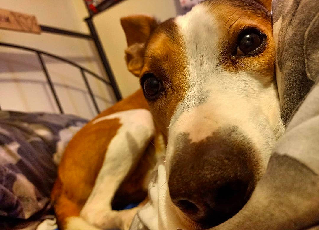 Axel joined the competition — help win amazing prizes! canidae, carnivore, collar, comfort, companion_dog, dog, dog_breed, dog_supply, ear, fawn, fur, hound, hunting_dog, non_sporting_group, pet_supply, sporting_group, street_dog, terrestrial_animal, whiskers, working_animal