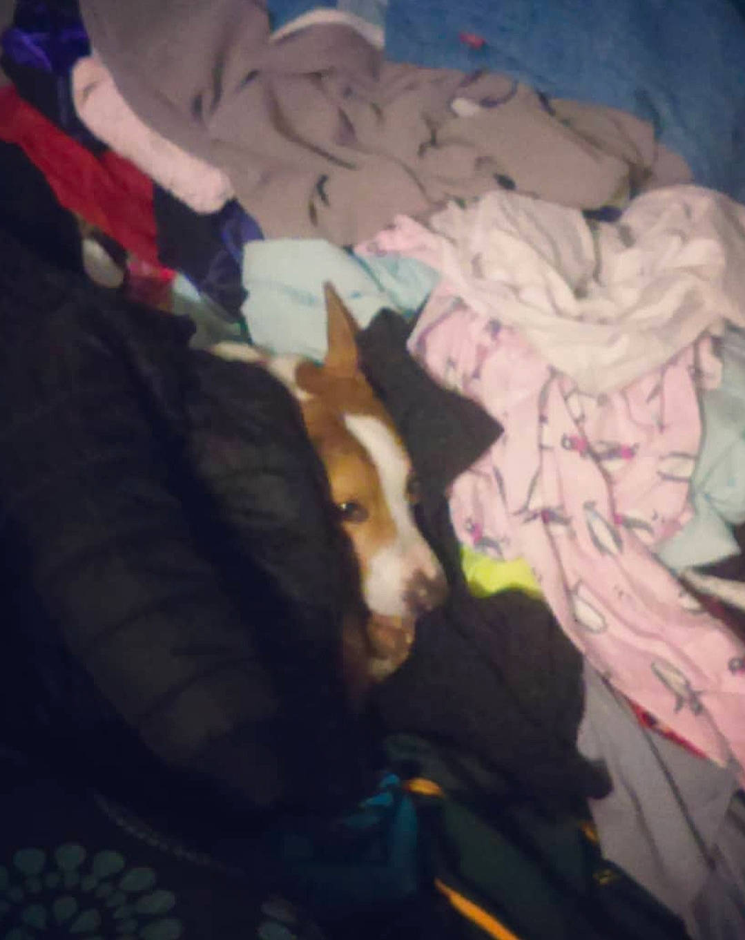 Axel is registered to the contest to win money with this photo: art, companion_dog, darkness, fun, fur, guard_dog, human_leg, linens, nap, pattern, room, shadow, tail, textile, tints_and_shades, tree, visual_arts, wing