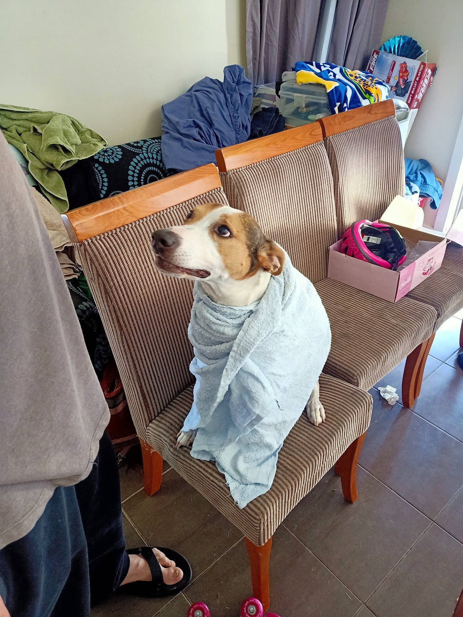 Axel joined the competition — help win amazing prizes! blue, carnivore, chair, comfort, companion_dog, couch, dog, dog_breed, dog_supply, fawn, floor, flooring, furniture, interior_design, living_room, outdoor_furniture, pillow, studio_couch, textile, wood