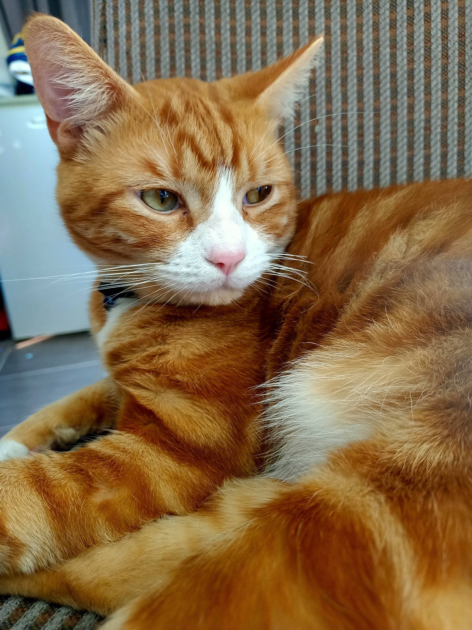 Chucky joined the competition — help win amazing prizes! carnivore, cat, claw, close_up, comfort, domestic_short_haired_cat, ear, fawn, felidae, foot, fur, human_leg, natural_material, paw, sitting, small_to_medium_sized_cats, snout, tail, terrestrial_animal, whiskers