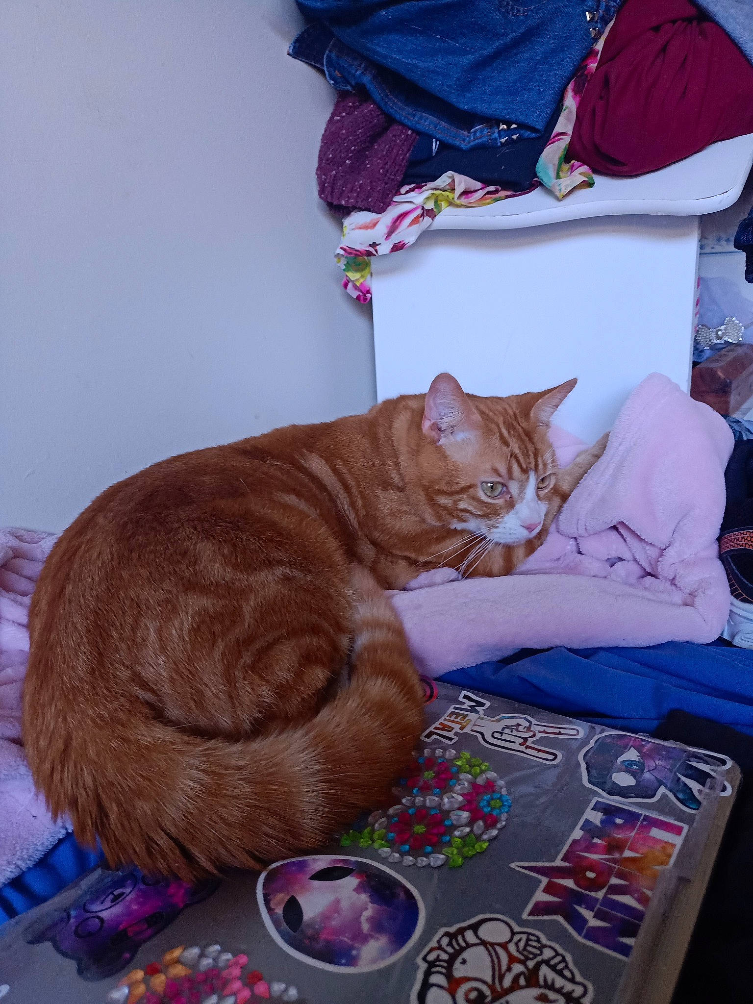 Chucky joined the competition — help win amazing prizes! bed, carnivore, cat, comfort, domestic_short_haired_cat, fawn, felidae, fur, lap, linens, mammal, orange, room, sitting, small_to_medium_sized_cats, tail, textile, vertebrate, whiskers, wood