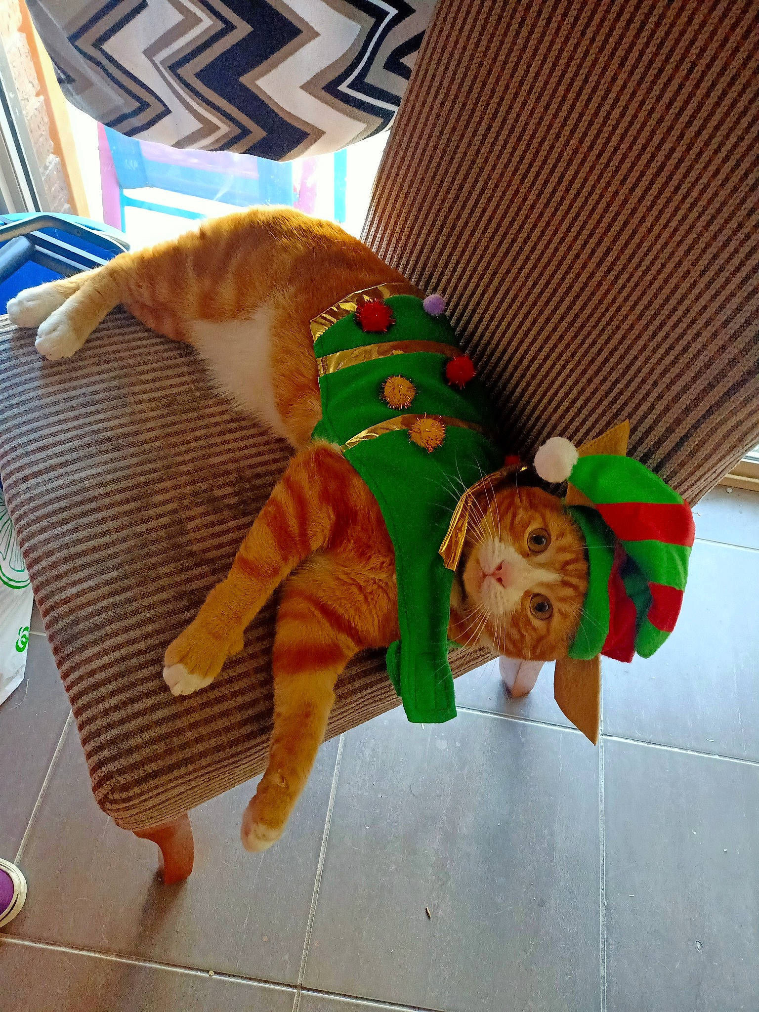 Chucky joined the competition — help win amazing prizes! baby_toys, carnivore, companion_dog, fashion_accessory, fawn, felidae, fictional_character, flooring, fun, fur, holiday, linens, orange, plush, sleeve, stuffed_toy, tail, toy, wood, working_animal