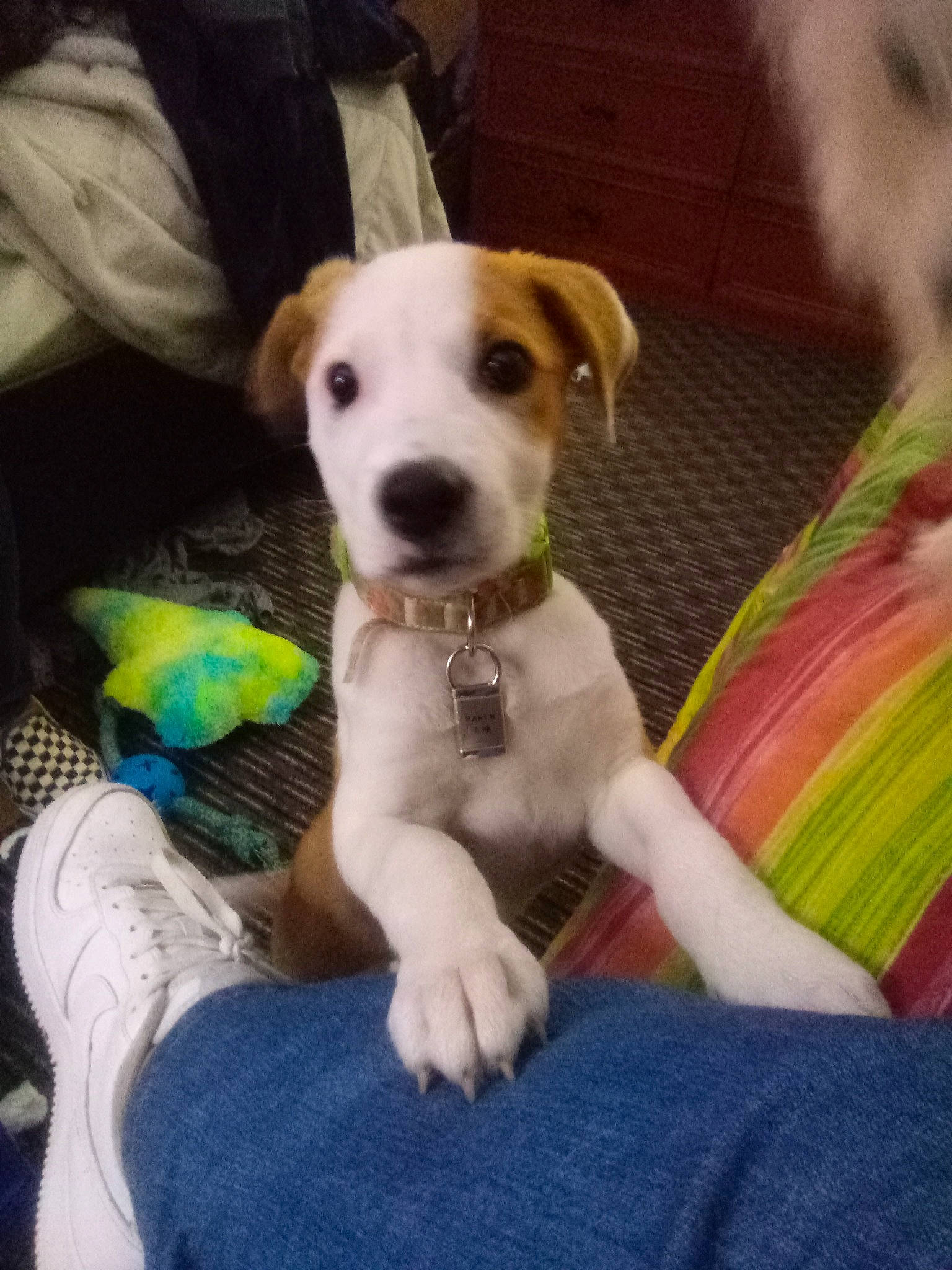 Ditzey is registered to the contest to win money with this photo: baby_products, canidae, carnivore, child, collar, comfort, companion_dog, dog, dog_breed, dog_collar, dog_supply, fawn, lap, non_sporting_group, paw, puppy_love, sitting, snout, sporting_group