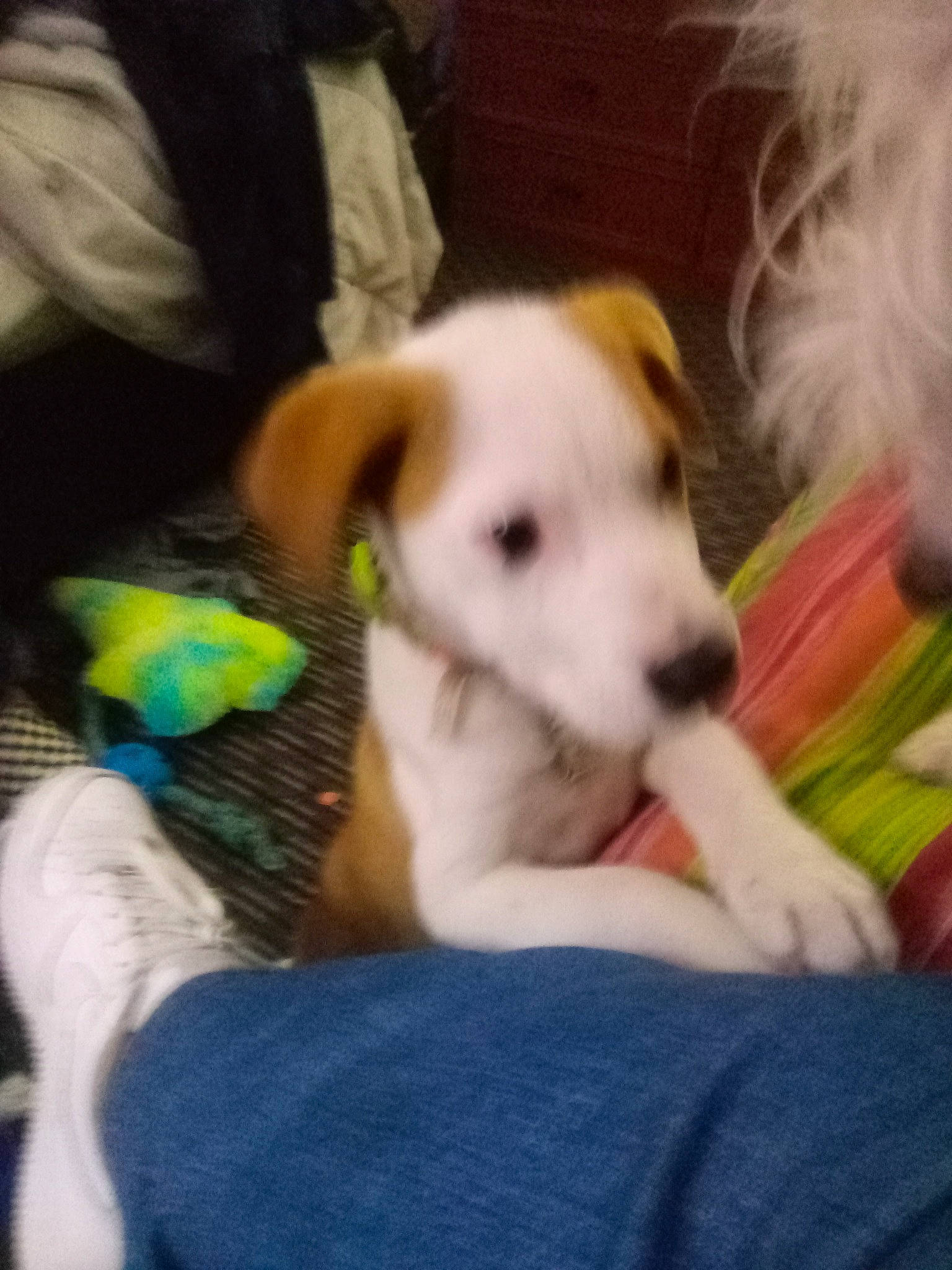 Ditzey is registered to the contest to win money with this photo: bed, canidae, carnivore, comfort, companion_dog, dog, dog_breed, fawn, fur, lap, mammal, paw, puppy_love, sporting_group, stuffed_toy, tail, toy_dog, vertebrate, whiskers, working_animal